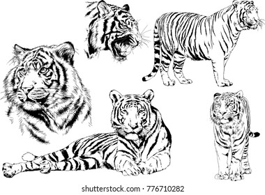 vector drawings sketches different predator , tigers lions cheetahs and leopards are drawn in ink by hand , objects with no background