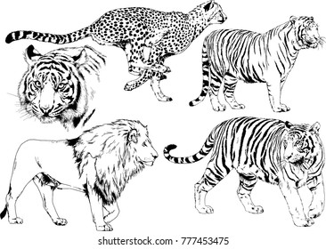 vector drawings sketches different predator , tigers lions cheetahs and leopards are drawn in ink by hand , objects with no background