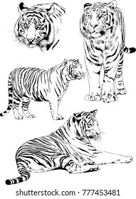 vector drawings sketches different predator , tigers lions cheetahs and leopards are drawn in ink by hand , objects with no background