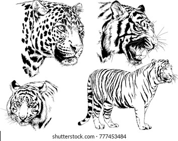 vector drawings sketches different predator , tigers lions cheetahs and leopards are drawn in ink by hand , objects with no background