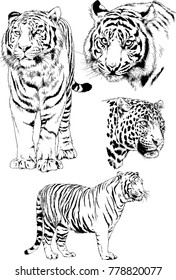 vector drawings sketches different predator , tigers lions cheetahs and leopards are drawn in ink by hand , objects with no background