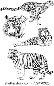 vector drawings sketches different predator , tigers lions cheetahs and leopards are drawn in ink by hand , objects with no background
