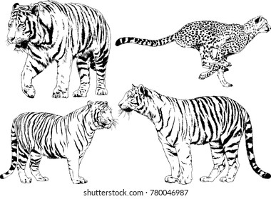 Vector Drawings Sketches Different Predator Tigers Stock Vector ...