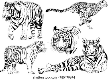 vector drawings sketches different predator , tigers lions cheetahs and leopards are drawn in ink by hand , objects with no background