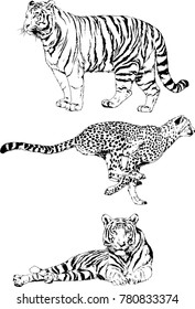vector drawings sketches different predator , tigers lions cheetahs and leopards are drawn in ink by hand , objects with no background