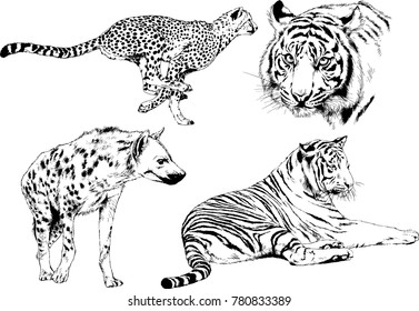 vector drawings sketches different predator , tigers lions cheetahs and leopards are drawn in ink by hand , objects with no background