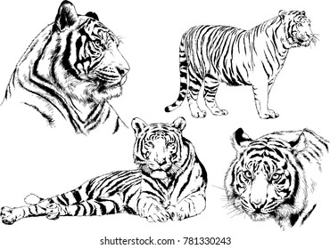 vector drawings sketches different predator , tigers lions cheetahs and leopards are drawn in ink by hand , objects with no background