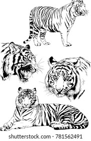 vector drawings sketches different predator , tigers lions cheetahs and leopards are drawn in ink by hand , objects with no background