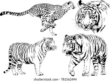 vector drawings sketches different predator , tigers lions cheetahs and leopards are drawn in ink by hand , objects with no background