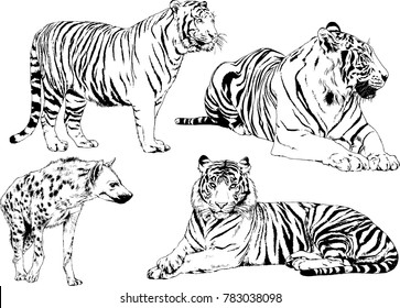 vector drawings sketches different predator , tigers lions cheetahs and leopards are drawn in ink by hand , objects with no background