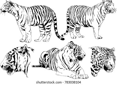 vector drawings sketches different predator , tigers lions cheetahs and leopards are drawn in ink by hand , objects with no background