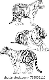 vector drawings sketches different predator , tigers lions cheetahs and leopards are drawn in ink by hand , objects with no background