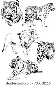 vector drawings sketches different predator , tigers lions cheetahs and leopards are drawn in ink by hand , objects with no background