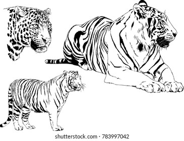 vector drawings sketches different predator , tigers lions cheetahs and leopards are drawn in ink by hand , objects with no background