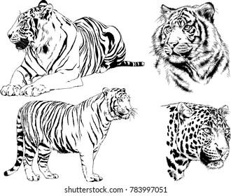 vector drawings sketches different predator , tigers lions cheetahs and leopards are drawn in ink by hand , objects with no background