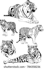 vector drawings sketches different predator , tigers lions cheetahs and leopards are drawn in ink by hand , objects with no background