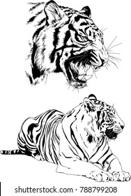 vector drawings sketches different predator , tigers lions cheetahs and leopards are drawn in ink by hand , objects with no background
