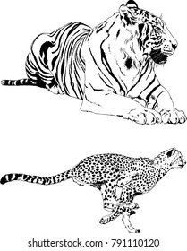 vector drawings sketches different predator , tigers lions cheetahs and leopards are drawn in ink by hand , objects with no background