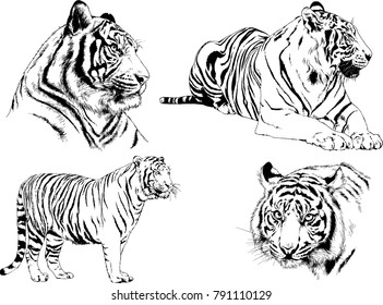 vector drawings sketches different predator , tigers lions cheetahs and leopards are drawn in ink by hand , objects with no background