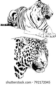 vector drawings sketches different predator , tigers lions cheetahs and leopards are drawn in ink by hand , objects with no background