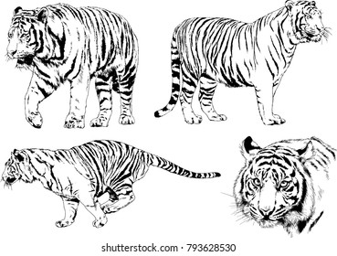 vector drawings sketches different predator , tigers lions cheetahs and leopards are drawn in ink by hand , objects with no background