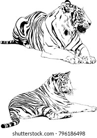 vector drawings sketches different predator , tigers lions cheetahs and leopards are drawn in ink by hand , objects with no background