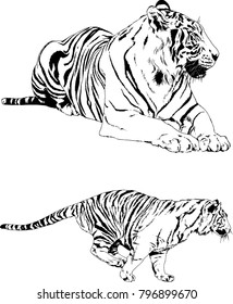 vector drawings sketches different predator , tigers lions cheetahs and leopards are drawn in ink by hand , objects with no background
