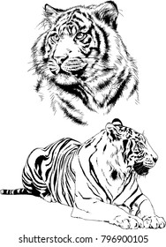 vector drawings sketches different predator , tigers lions cheetahs and leopards are drawn in ink by hand , objects with no background
