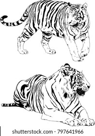 vector drawings sketches different predator , tigers lions cheetahs and leopards are drawn in ink by hand , objects with no background