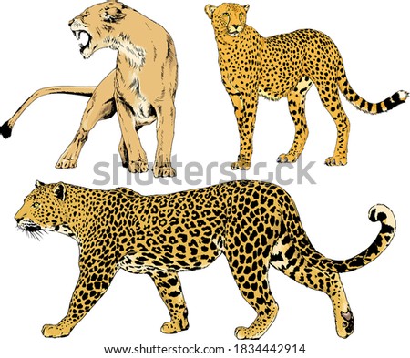 vector drawings sketches different predator , tigers, lions, cheetahs and leopards are drawn in ink by hand , objects with no background