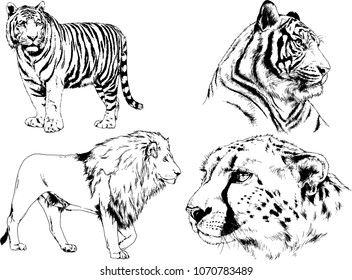 vector drawings, sketches of different predators , tigers, lion, cheetah, drawn in ink by hand , objects with no background
