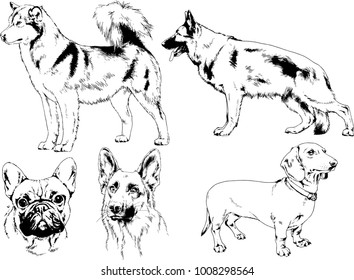 vector drawings sketches pedigree dogs in the racks drawn in ink by hand , objects with no background