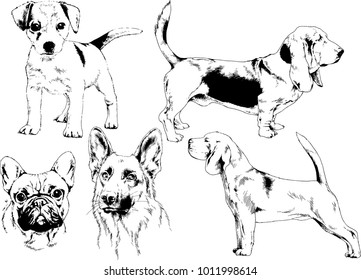 vector drawings sketches pedigree dogs in the racks drawn in ink by hand , objects with no background