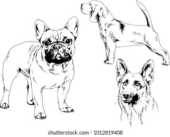 vector drawings sketches pedigree dogs in the racks drawn in ink by hand , objects with no background