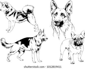 vector drawings sketches pedigree dogs in the racks drawn in ink by hand , objects with no background