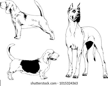 vector drawings sketches pedigree dogs in the racks drawn in ink by hand , objects with no background
