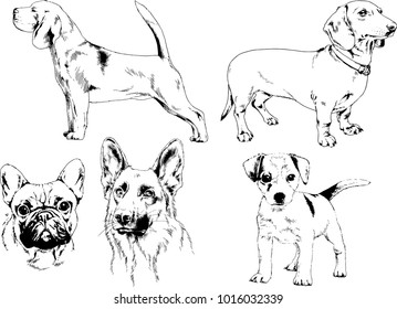 vector drawings sketches pedigree dogs in the racks drawn in ink by hand , objects with no background