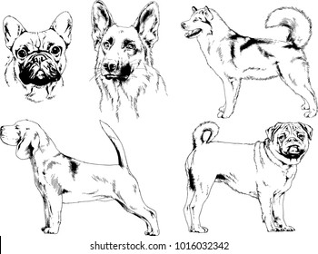 vector drawings sketches pedigree dogs in the racks drawn in ink by hand , objects with no background