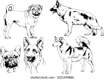 vector drawings sketches pedigree dogs in the racks drawn in ink by hand , objects with no background