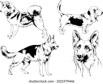 vector drawings sketches pedigree dogs in the racks drawn in ink by hand , objects with no background