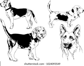 vector drawings sketches pedigree dogs in the racks drawn in ink by hand , objects with no background