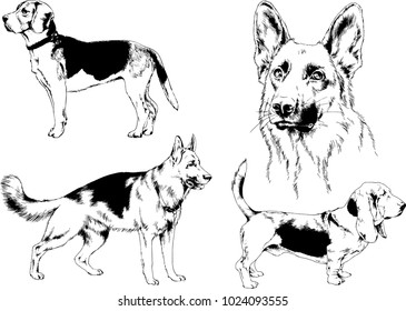 vector drawings sketches pedigree dogs in the racks drawn in ink by hand , objects with no background