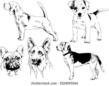 vector drawings sketches pedigree dogs in the racks drawn in ink by hand , objects with no background
