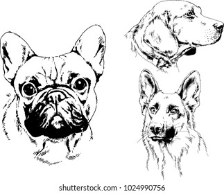 vector drawings sketches pedigree dogs in the racks drawn in ink by hand , objects with no background