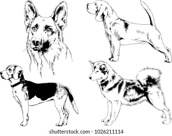 vector drawings sketches pedigree dogs in the racks drawn in ink by hand , objects with no background