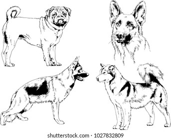 vector drawings sketches pedigree dogs in the racks drawn in ink by hand , objects with no background