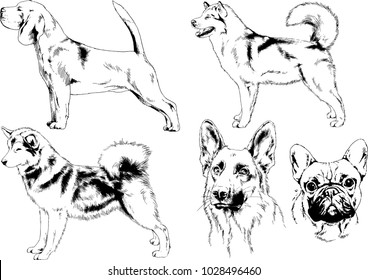 vector drawings sketches pedigree dogs in the racks drawn in ink by hand , objects with no background