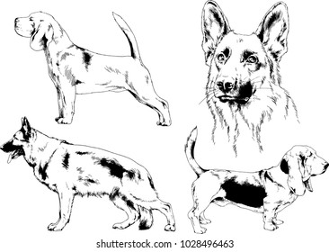 vector drawings sketches pedigree dogs in the racks drawn in ink by hand , objects with no background