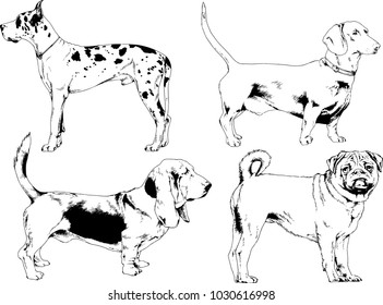 vector drawings sketches pedigree dogs in the racks drawn in ink by hand , objects with no background