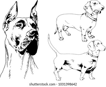 vector drawings sketches pedigree dogs in the racks drawn in ink by hand , objects with no background